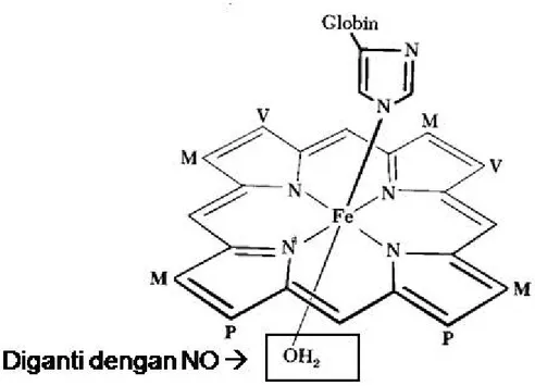 Gambar II penggantian OH mioglobin dengan NO 