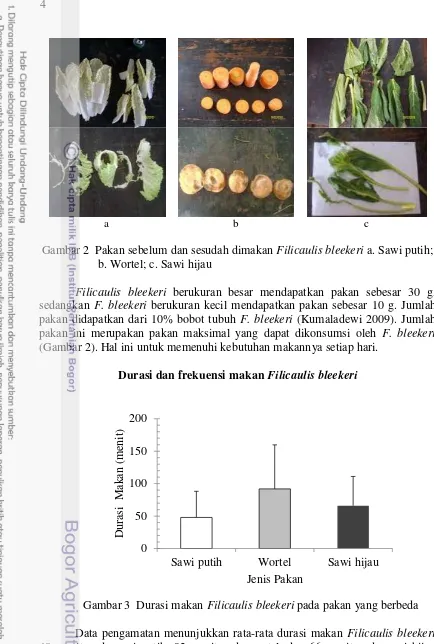 Gambar 2  Pakan sebelum dan sesudah dimakan Filicaulis bleekeri a. Sawi putih; 