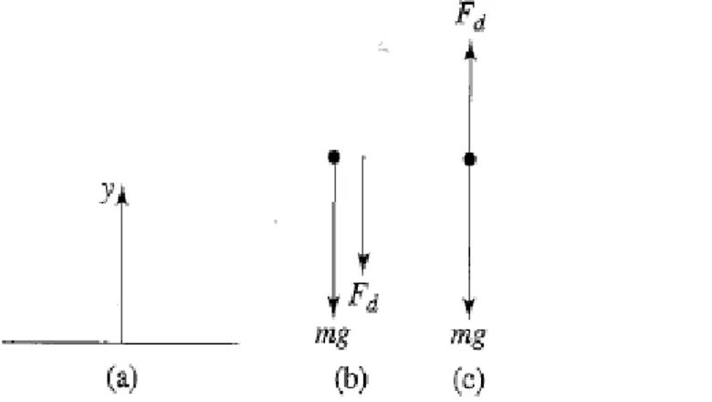 Illustration 1: (a) sistem koordinat dengan y posisitp ke arah vertikal ke  atas, (b) diagram gaya untuk benda jatuh, (c ) diagram gaya untuk  