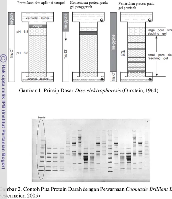 Gambar 2. Contoh Pita Protein Darah de ngan Pewarnaan Coomasie Brilliant Blue   (Westermeier, 2005) 