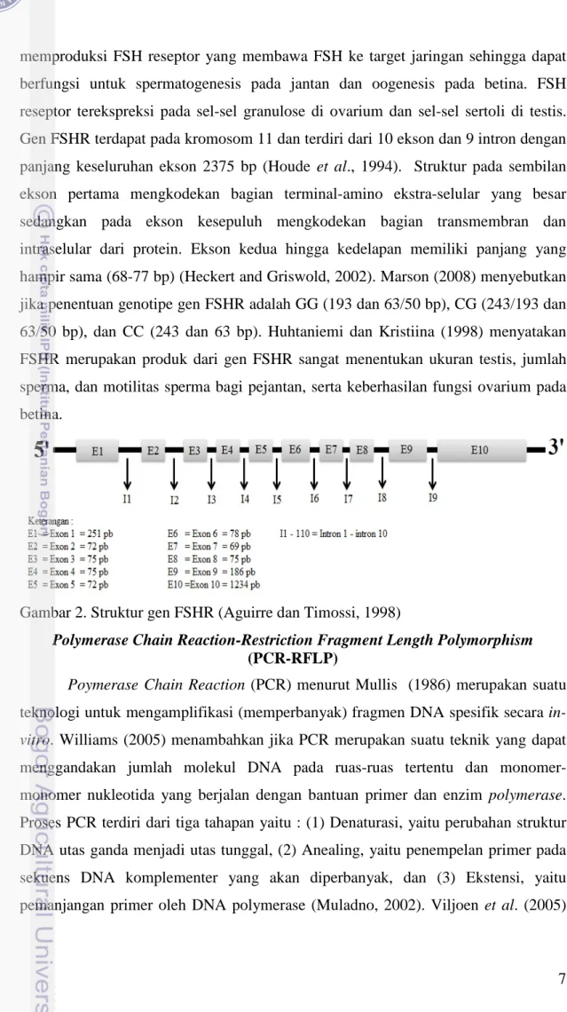 Gambar 2. Struktur gen FSHR (Aguirre dan Timossi, 1998) 