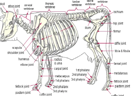 Gambar : anatomi tulang pada sapi (sumber :  http://dc261.4shared.com/doc/zk- http://dc261.4shared.com/doc/zk-GSw1_/preview.html  ) 