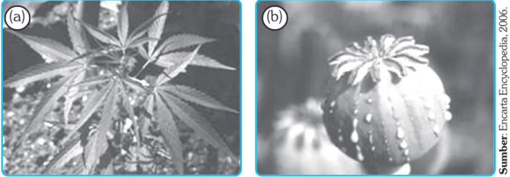 Gambar  15.3    Tumbuhan  mariyuana  (Canabis  sativa)  (a),  dan  tumbuhan  opium  (Papaver somniferum)  (b).