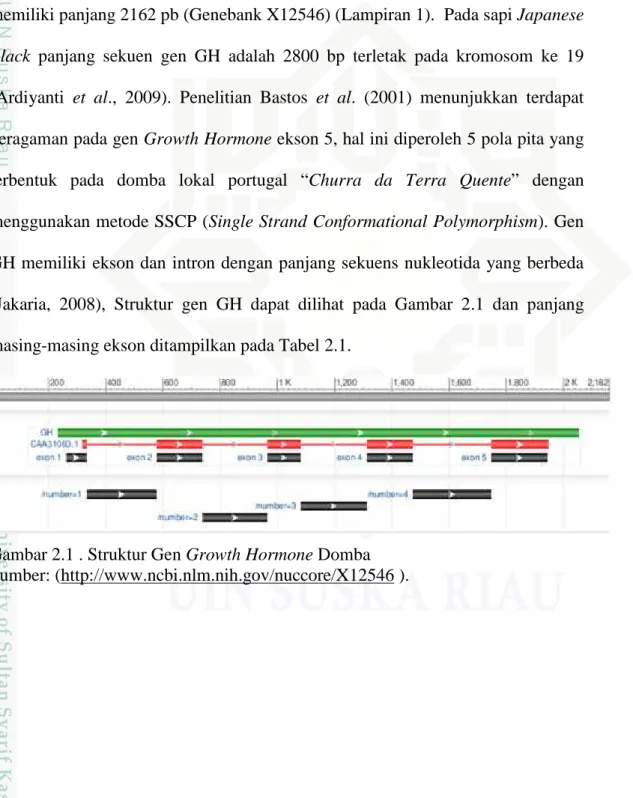 Gambar 2.1 . Struktur Gen Growth Hormone Domba Sumber: (http://www.ncbi.nlm.nih.gov/nuccore/X12546 ).