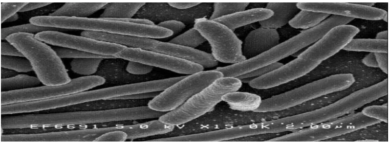 Gambar 1. Bakteri Escherichia coli 
