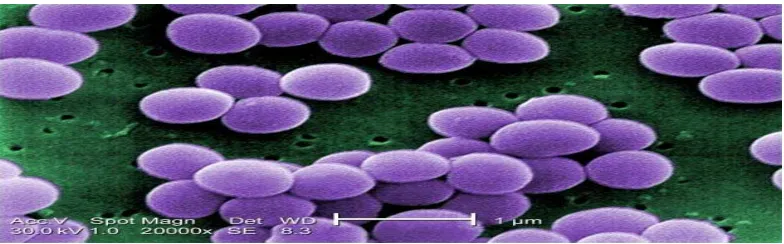 Gambar 3. Bakteri Staphylococcus aureus 