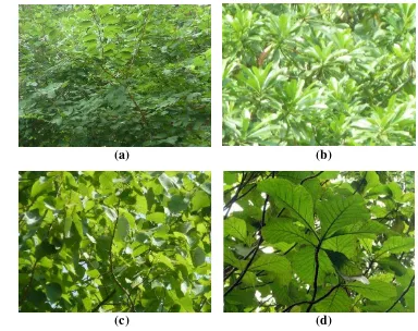 Gambar 5 Vegetasi di Hutan Kota Srengseng: (a) Bauhinia ( Bauhinia purpurea), (b) Bintaro (Cerbera manghas), (c) Gmelina (Gmelina arborea), (d) Jati (Tectona grandis) 
