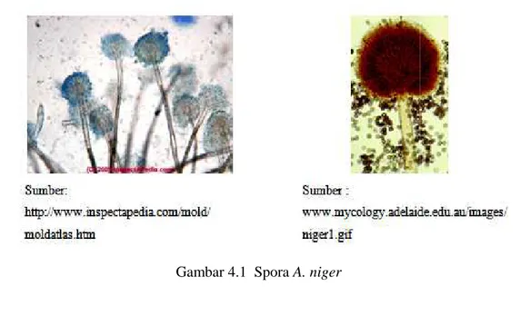 Gambar  4.2,  4.3,  4.4,  dan  4.5,  dapat  diketahui  bahwa  jamur  A.niger  ITBCC  L 51 ,  L 161 ,  L 74 ,  dan  L 76