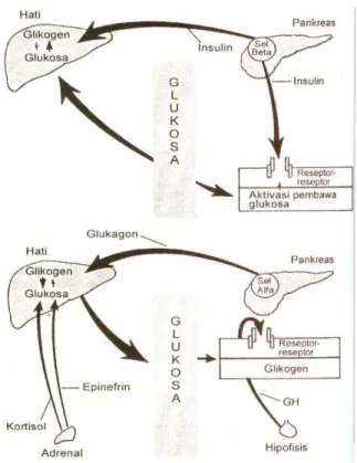 Gambar 1. Skema pengaturan glukosa darah. GH,Growth hormon (dikutip dari Buku Patofisiologi Konsep Klinis Proses-Proses Penyakit Edisi 6.