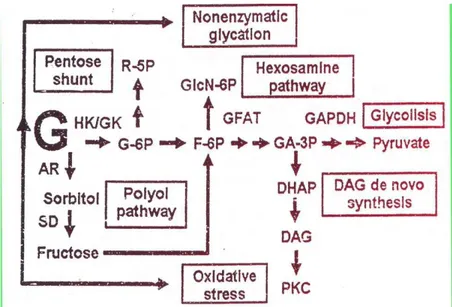 Gambar 2. Hiperglikemi menginduksi abnormalitas metabolik dan biokimia (dikutip dari Buku Naskah Lengkap Diabetes melitus ditinjau dari berbagai