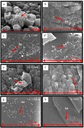 Gambar 5.   Mikrograf SEM pada  tampak permukaan dan bagian dalam bahan penyalut. a) permukaan luar kapsul alginat bakteri P