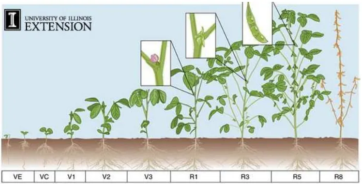 Gambar 4.  Stadia pertumbuhan tanaman kedelai 