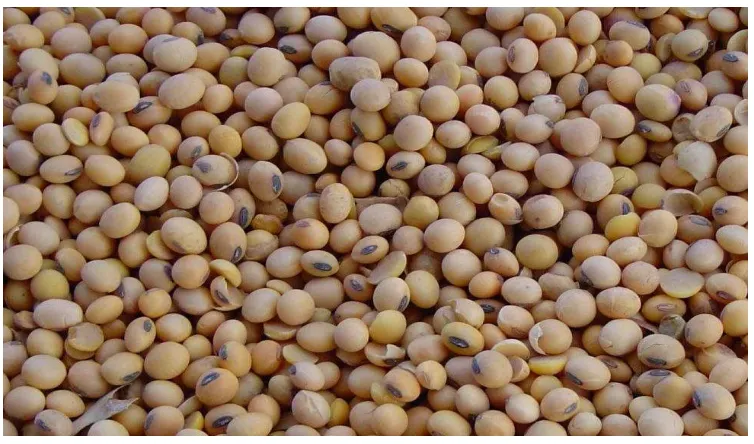 Gambar 5. Biji kedelai 