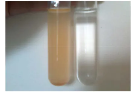 Gambar 1.  Perubahan warna media peremajaan T. ferrooxidans (kiri: tumbuh;  kanan: tidak tumbuh)