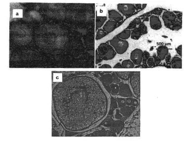 Gambar 3. Histologi gonad ikan jurung (Tor tambra) pada Tingkat Kematangan Gonad (TKG) I (a), II (b), dan V (c)