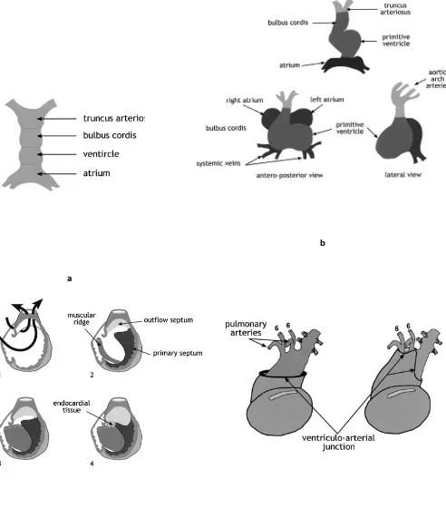 Gambar 2.1. Embriogenesis Jantung. a. Tubing, b. Looping, c. Septasi, d. Migrasi d 16 