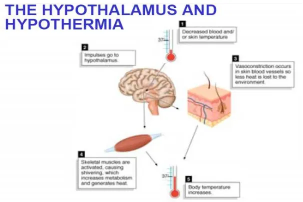 Gambar 2.2. Hubungan hipotermia dan hipotalamus.6 