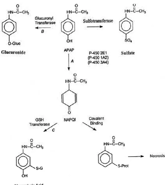 Gambar 4. Mekanisme hepatotoksisitas asetaminofen  6. 