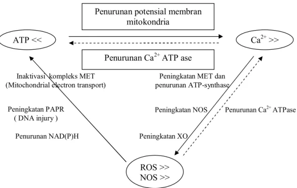 Gambar 5. Saling keterkaitan antara deplesi ATP, hiperkalsemi intra seluler dan ROS / RNS  29