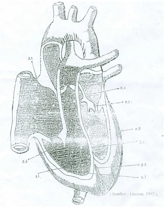 Gambar anatomi sistem sirkulasi  