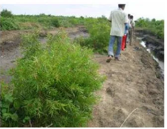 Gambar 5. Tanaman kayu putih yang merupakan hasil program kolaborasi dengan mangrove di area Segara Anakan 