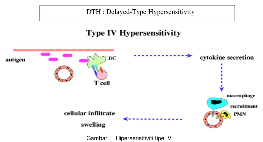 Gambar 1. Hipersensitiviti tipe IV 