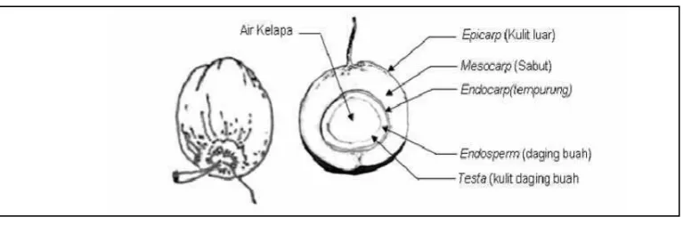 Gambar 1. Komposisi Buah Kelapa 