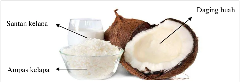 Gambar 2.  Tepung ampas kelapa yang berasal dari penggilingan ampas kelapa 