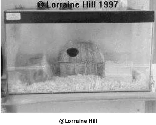 Gambar 1. Hamster di dalam akuarium