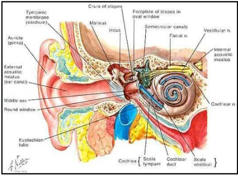 Gambar 1.  Anatomi telinga 6 