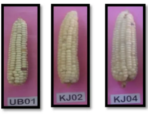 Gambar 11.  Morfologi  Biji  Jagung  Nomor  Sampel  UB01,  KJ02, dan KJ04 dari Kecamatan Ampana Tete
