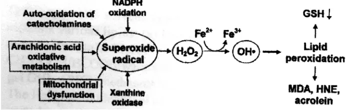 Gambar 1. Sumber  radikal oksigen, peroksidasi lipid dan      penurunan kadar GSH akibat iskemia dan reperfusi