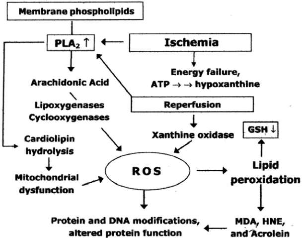 Gambar. 3. Metabolisme asam arakhidonat dan  peroksidasi lipid 48