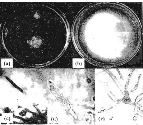 Tabel 1. Hasil pengamatan morfologi dan uji biokimia isolat bakteri kitinolitik 