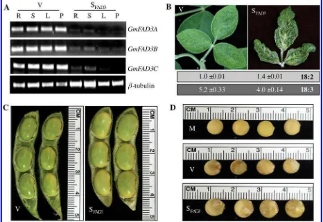 Fig. 1. Silencing silenced (SGlycine max omega-3 fatty acid desaturase (GmFAD3) genes alters seed size in soybean