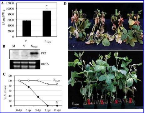 Fig. 6. Salicylic acid (SA) levels in V and Sbean defense responses. days postinoculation (dpi) with the respective with Glycine max omega-3 fatty acid desaturase (GmFAD3)-silenced (SFAD3) plants and the effect of exogenous SA on soy-A, Total SA levels of 