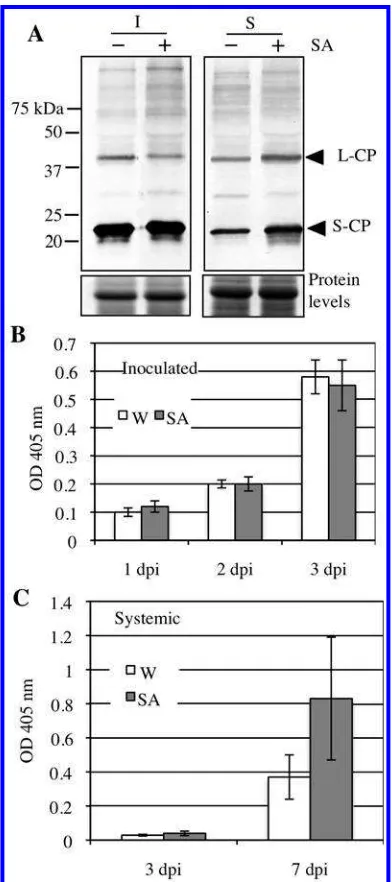 Fig. 7. Exogenous salicylic acid (SA) application does not alter showing BPMV large (L, 42-kDa) and small (S, 21-kDa) coat proteins (CP) in the inoculated leaves (I) at 3 days postinoculation (dpi) or sys-temic leaves (S) at 7 dpi of plants treated with wa