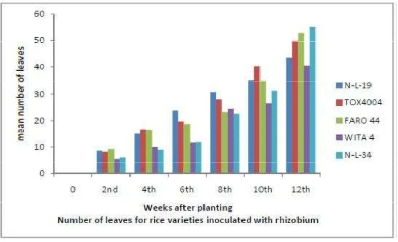 Figure 5.Response of Rice Varieties to Rhizobium Inoculation with Respect to 
