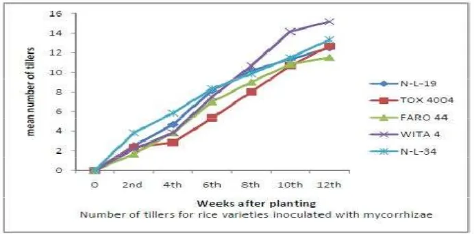 Figure 8.Response of rice Varieties to Rhizobium Inoculation with Respect to Number of Tillers 