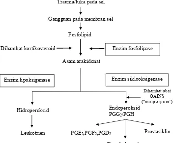 Gambar 2. Biosintesis Prostaglandin15 