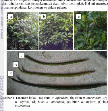 Gambar 1 Tanaman bakau: (a) daun R. apiculata, (b) daun R. mucronata, (c) daun 