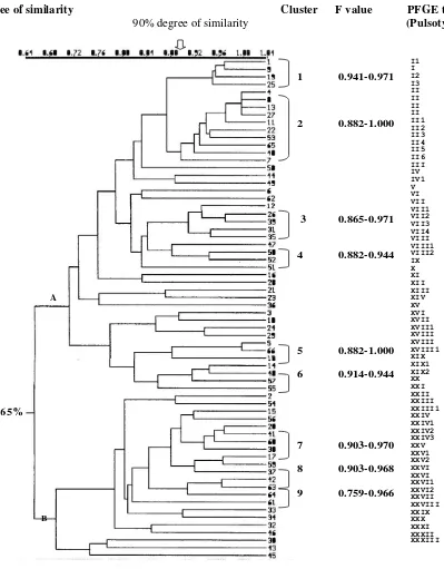 Figure 1. Dendogram and pulsotype of 66 S. typhi isolates  Dendogram showing the cluster among the 66 S