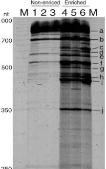 Figure 2 RISA profiles of(BioVentures, Murfreesboro,TN, USA);stem-associated bacteria in soy-beans
