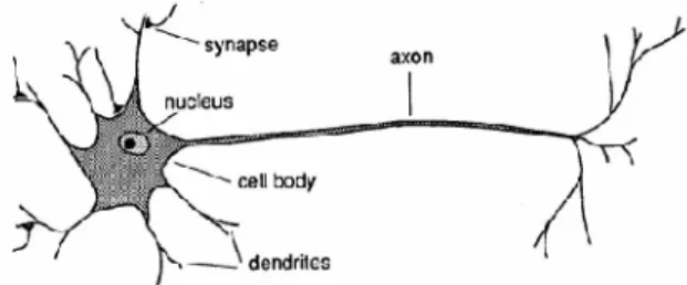 Gambar 1.Komponen Neuron 