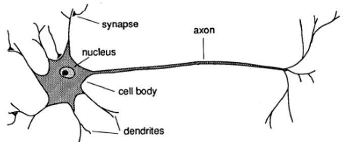 Gambar 2.7 Komponen Neuron 