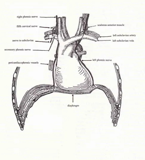 Fig t. scalenus cal may The course and distribution ofthe phrenic nerves. The phrenic nerve is conntonly attacked surgically as it lies infront of theanterior muscle, beneath the prevertebralfascia