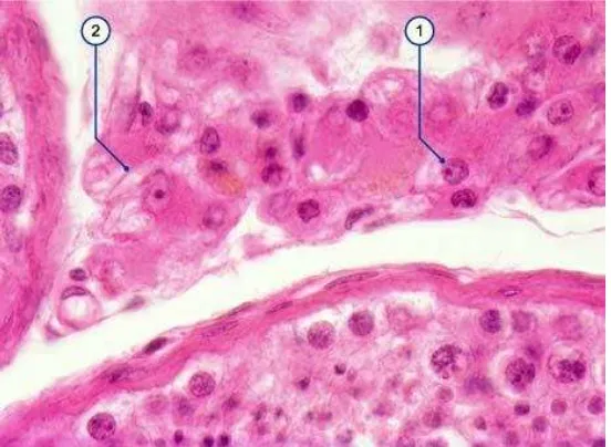 Gambar  2 : Kompartemen intersisial (1) sel Leydig (2) kristal Reinke (Perbesaran 1000X) Dikutip dari : Spermatogenesis