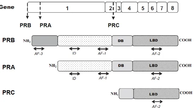 Gambar 2.3.Struktur Reseptor Progesteron dan Protein Domain dari PRA, PRB, dan PRC.50 