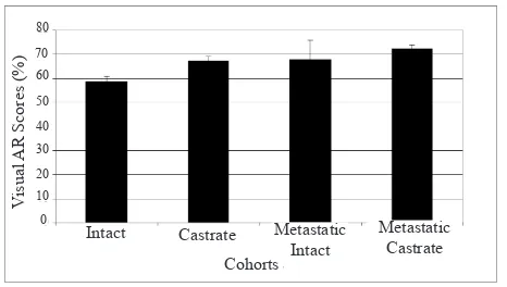 Figure 6. The average visual AR scores in the ventral and dorso-lateral lobes of intact TRAMP mice