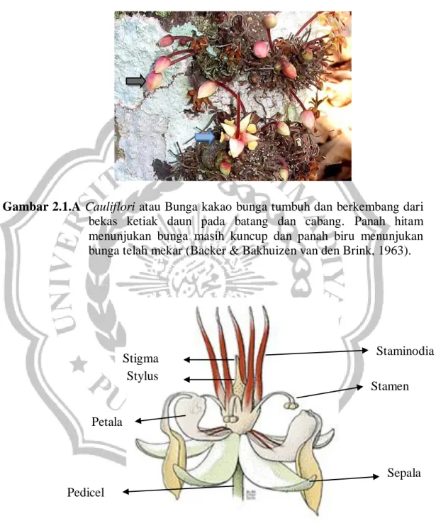 Gambar 2.1.A Cauliflori atau Bunga kakao bunga tumbuh dan berkembang dari 